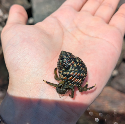 清掃後の磯採集ではホンヤドカリ、カメノテなどの生物を観察しました。