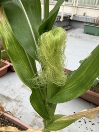 トウモロコシの雌花です。ひげ一本一本の先端が柱頭で、それぞれで受粉して種子ができます。