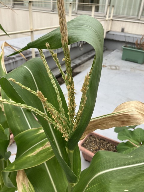 トウモロコシの雄花です。雌花より２週間ほど早く咲いています。
